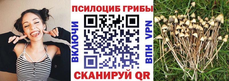 Купить закладки  Зубцов  Галлюциногенные грибы Psilocybe 